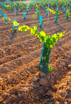 Vineyard sprouts baby grape vines in a row in mediterranean