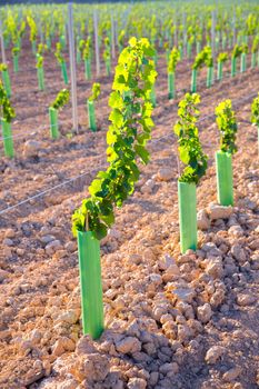 Vineyard sprouts baby grape vines in a row in mediterranean