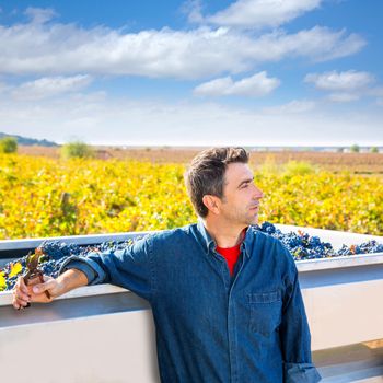 Mediterranean vineyard harvest farmer farming cabernet sauvignon grape field in Spain