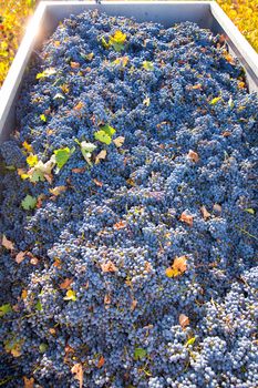 Mediterranean vineyard harvest cabernet sauvignon grape field in Spain