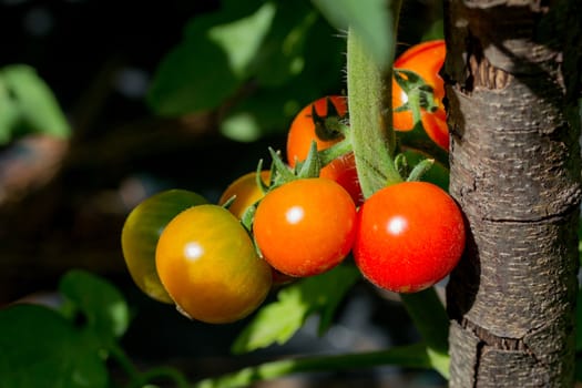 Tomatoes