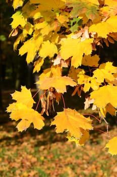 maple leaves in autumn