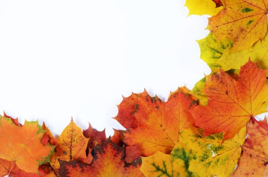 autumn leaves with space for your text