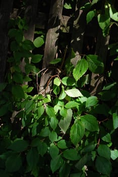 leaves