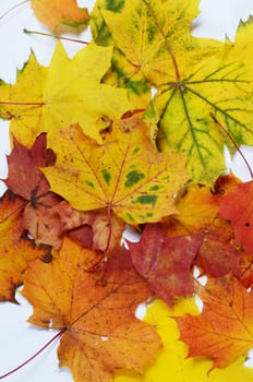 autumn leaves