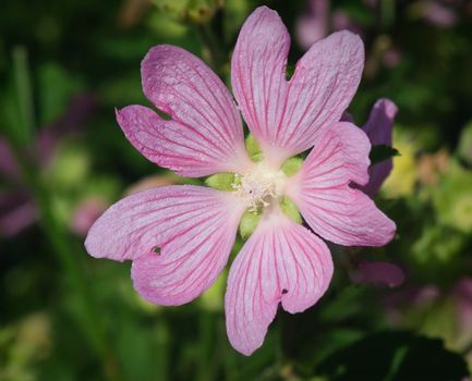 Beautiful malva (mallow) flower in close-up
