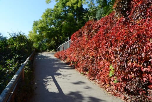 autumn leaves