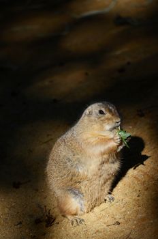 groundhog