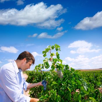 Winemaker oenologist checking Tempranillo wine grapes ready for harvest in Mediterranean