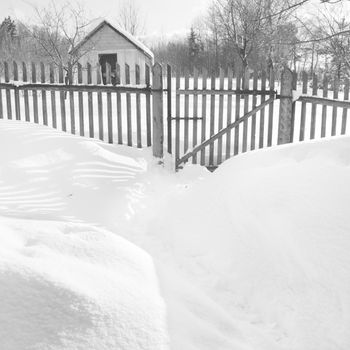 garden in the winter