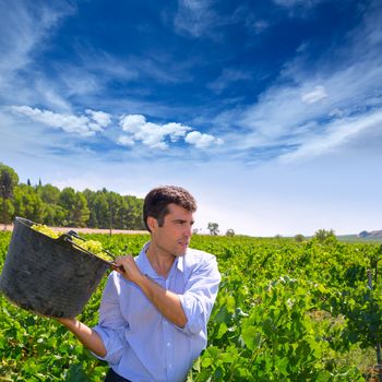 chardonnay harvesting with harvester farmer winemaker in Mediterranean