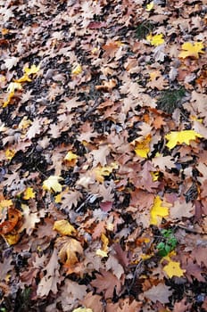 autumn leaves