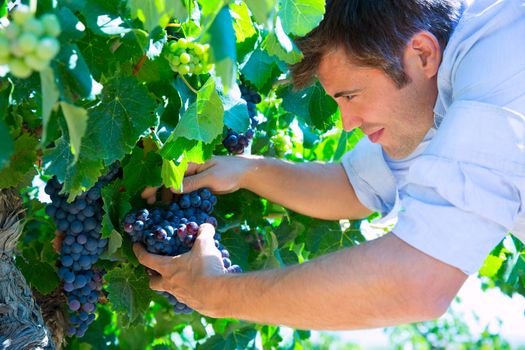 Winemaker oenologist checking bobal wine grapes ready for harvest in Mediterranean