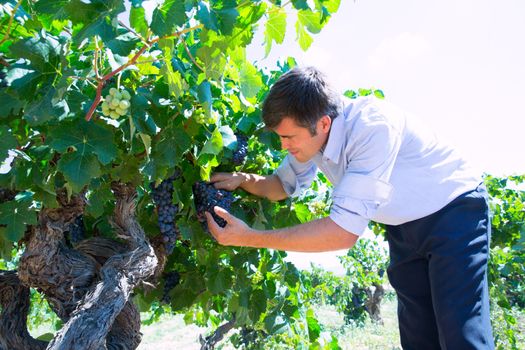 Winemaker oenologist checking bobal wine grapes ready for harvest in Mediterranean