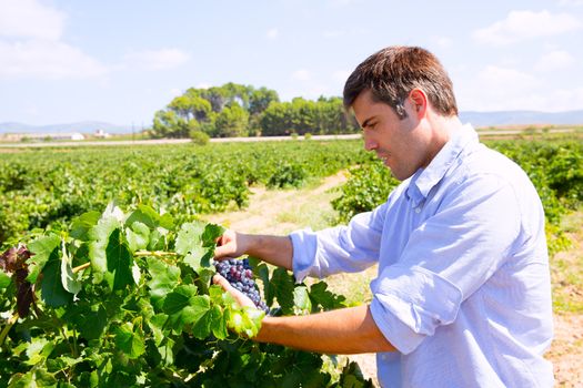 Winemaker oenologist checking bobal wine grapes ready for harvest in Mediterranean