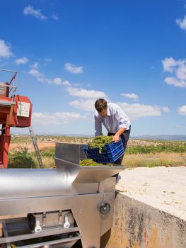 chardonnay wine grapes winemaker in destemmer crushing machine at Mediterranean