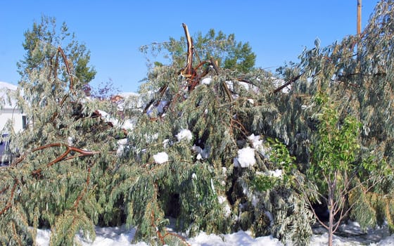 Winter storm with fallen down trees outside.