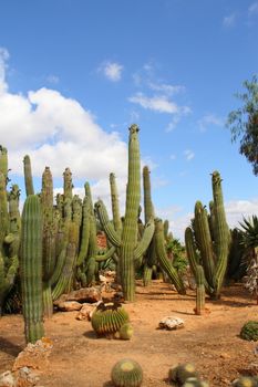  Bontanicactus,Ses Selines, Mallorca, Spain