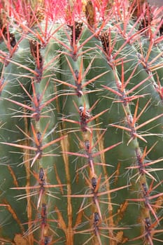 Cactus