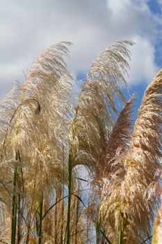 Pampas grass