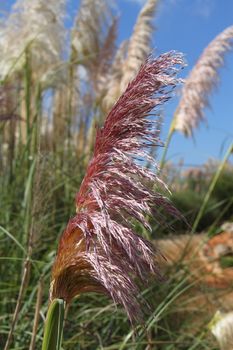 Pampas grass