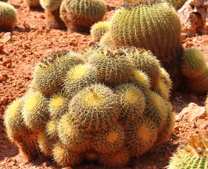 Cactus