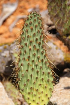 Cactus