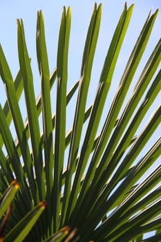 Palm against a blue sky