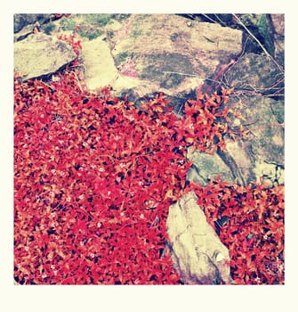Red flower and grass on the rocks.