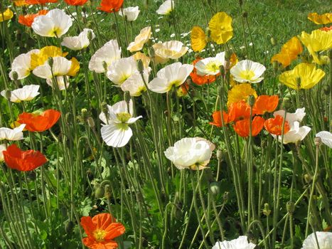 A field of red, orange, yellow and white poppies.