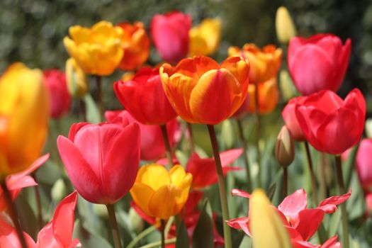 tulips flowerbed , orange and red tulips.