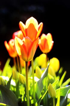 orange tulips in the garden at springtime.
