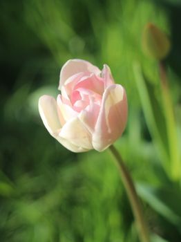 A isoled pink tulip, with green background.