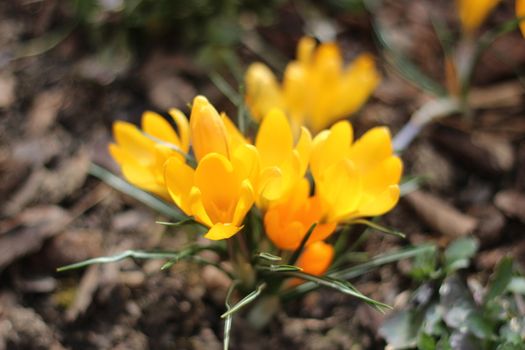 yellow crocus  tuft in the garden