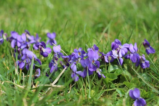 Violets tuft in the grass