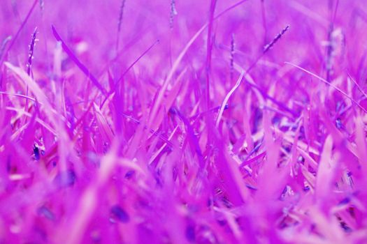 pink grass in winter freeze for background