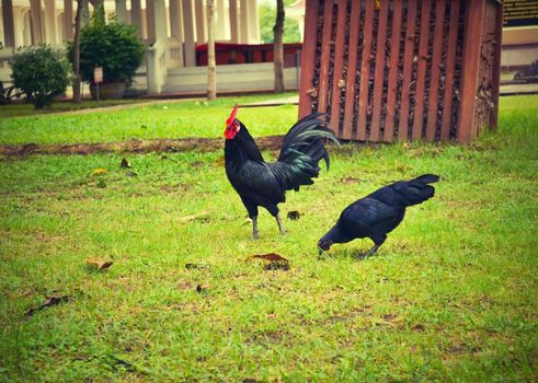 Black male and female chickens.
