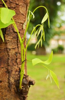 Plants are sprouting from the old tree