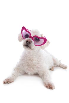 Love sick puppy looking through rose coloured heart glasses.  White background. Suitable for your message or slogan