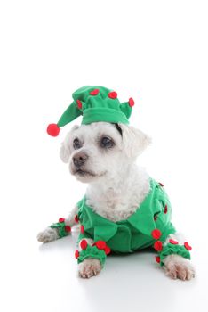 A small pet dog wearing a green and red elf or jester costume and looking intently or inquisitively.  White background.