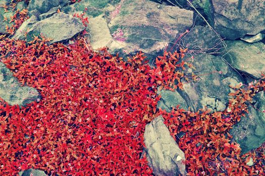 Red flower and grass on the rocks.