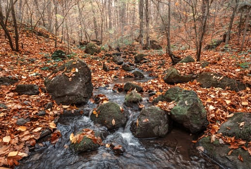 Beautiful day in the misty autumn forest with creek