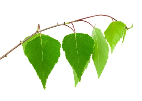 Birch branch isolated on white background