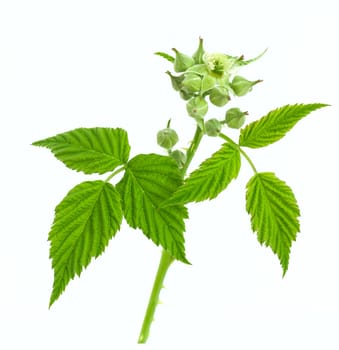 Blackbarry blossom isolated on white background