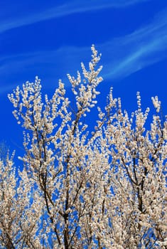 Apricot blossom against the blue sky