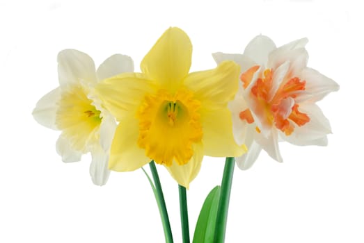 Three narcissuses close up isolated on a white background
