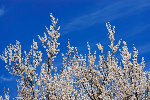 Apricot blossom against the blue sky