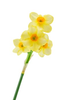 Yellow narcissuses, isolated on a white background