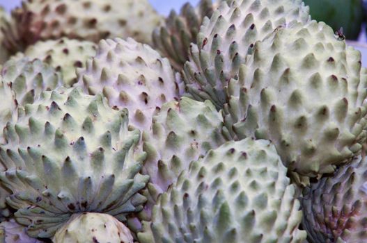 Fruits of Opuntia ficus-indica .