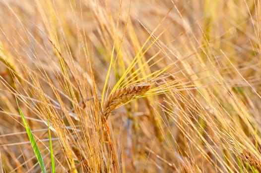 ripe wheat ears close-up in a yellow box